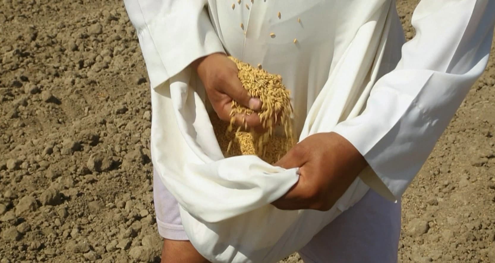 "أرز العنبر" يعود لمزارع الديوانية وسط تحديات نقص الدعم والخدمات