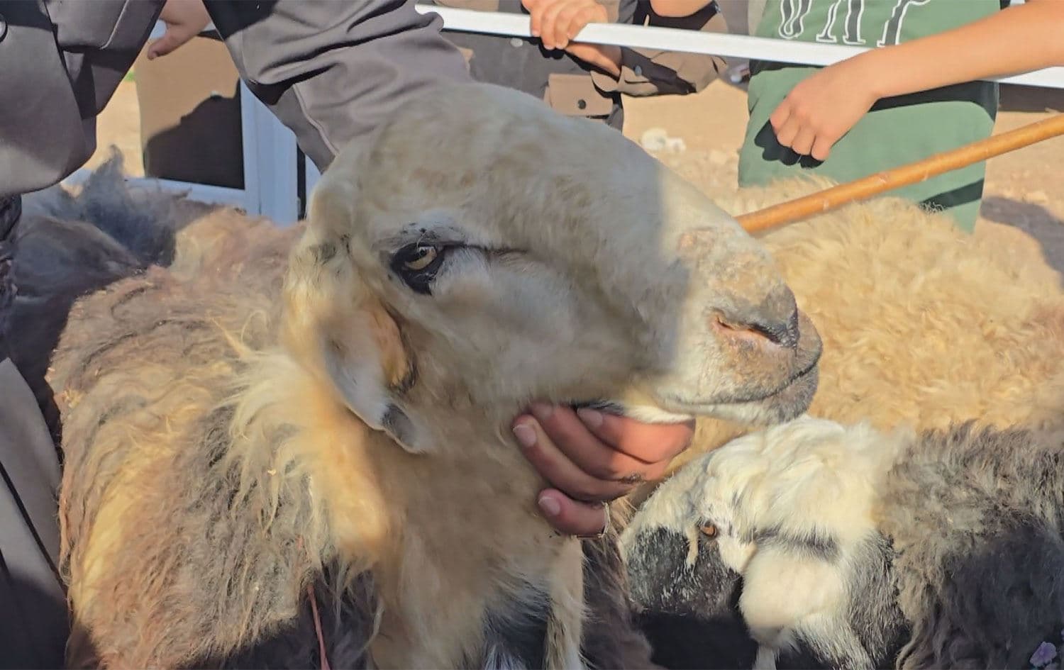 فێستیڤاڵی مەڕی کوردی لە هەولێر؛ هەیانە بایی 20 ملیۆن دینارە