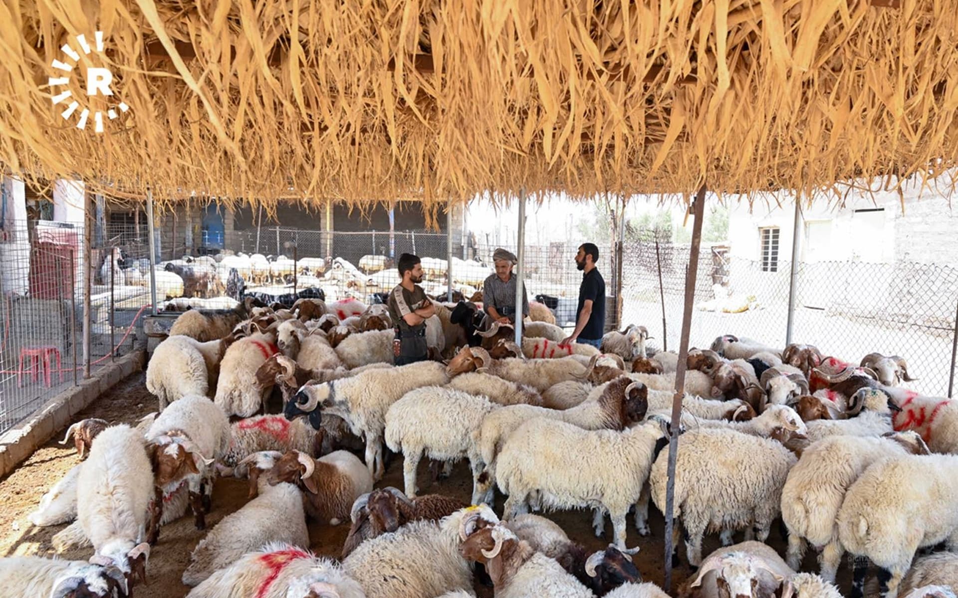 مەیدانێکی ئاژەڵ لە دهۆک. وێنە: بڵند تاهیر - رووداو/ئەرشیڤ