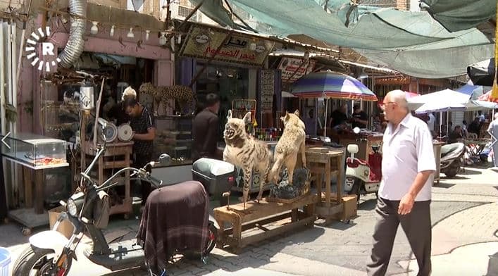بغدادي يحوّل تحنيط الحيوانات إلى مهنة للحفاظ على ذكرياتها