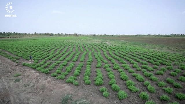 الجفاف يهدد زراعة الحناء التقليدية في السودان