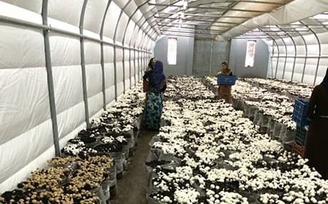 زراعة الفطر في إقليم كوردستان
