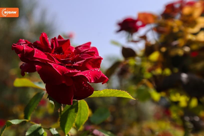 منتزه "سامي عبد الرحمن".. كبرى حدائق مدينة أربيل