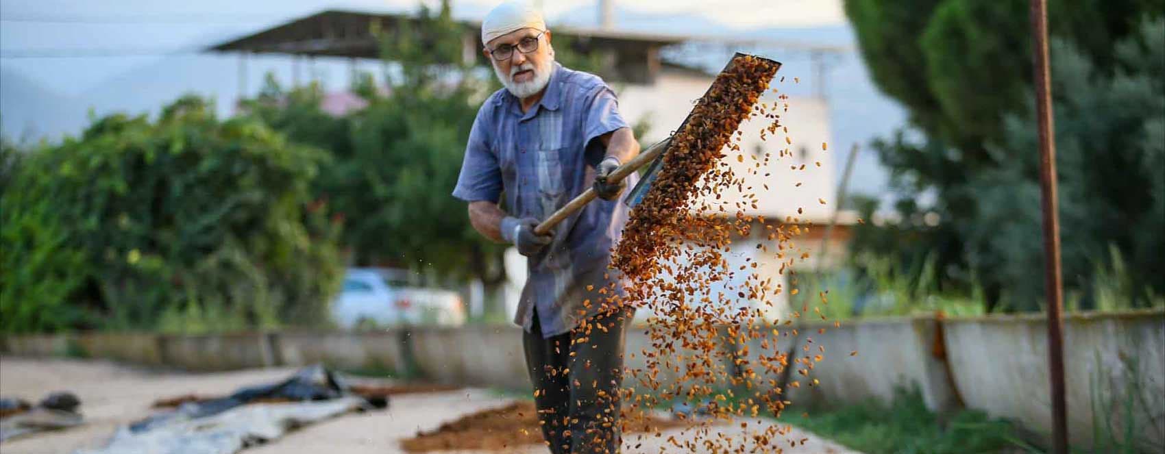 صور.. تجفيف العنب في محافظة مانيسا التركية