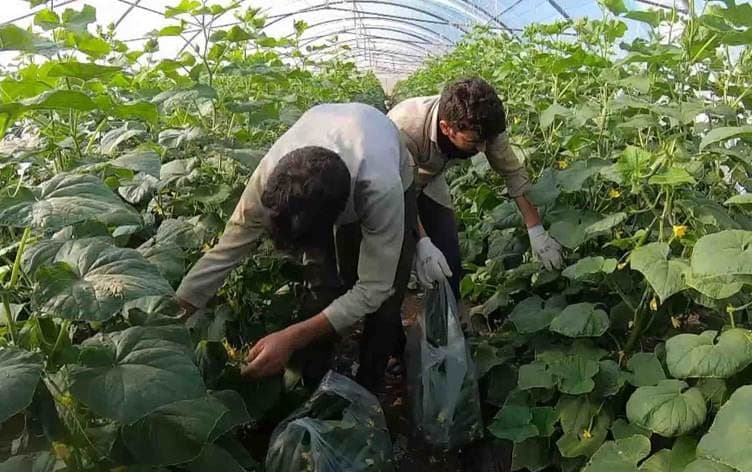 الزراعة العراقية تحظر دخول الإنتاج الزراعي من إقليم كوردستان إلى محافظات الوسط والجنوب