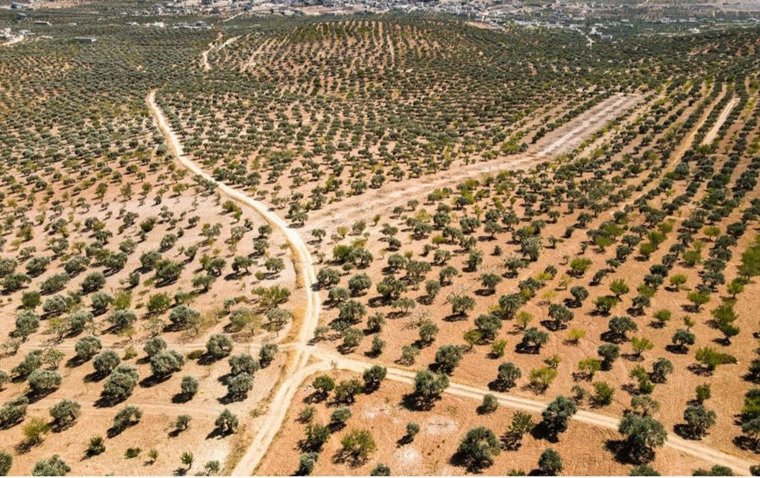 صورة جوية لحقول زيتون في محافظة إدلب في الثامن من أيلول 2023 © عارف وتد / ا ف ب/ارشيف