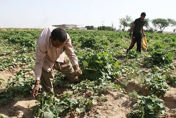 مزارعون في خوزستان 