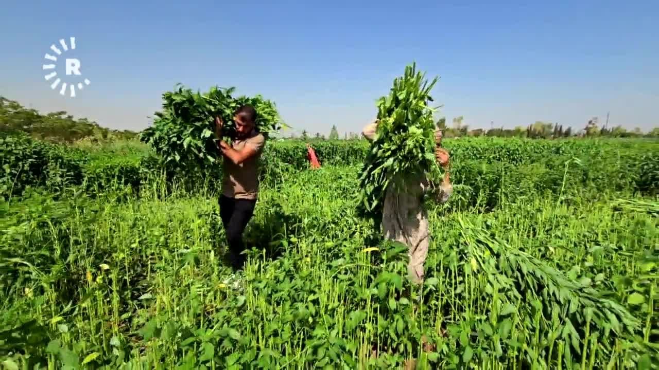 كوردي من روجآفا ينجح بزراعة الملوخية في إقليم كوردستان رغم كونها غير مألوفة للعراقيين