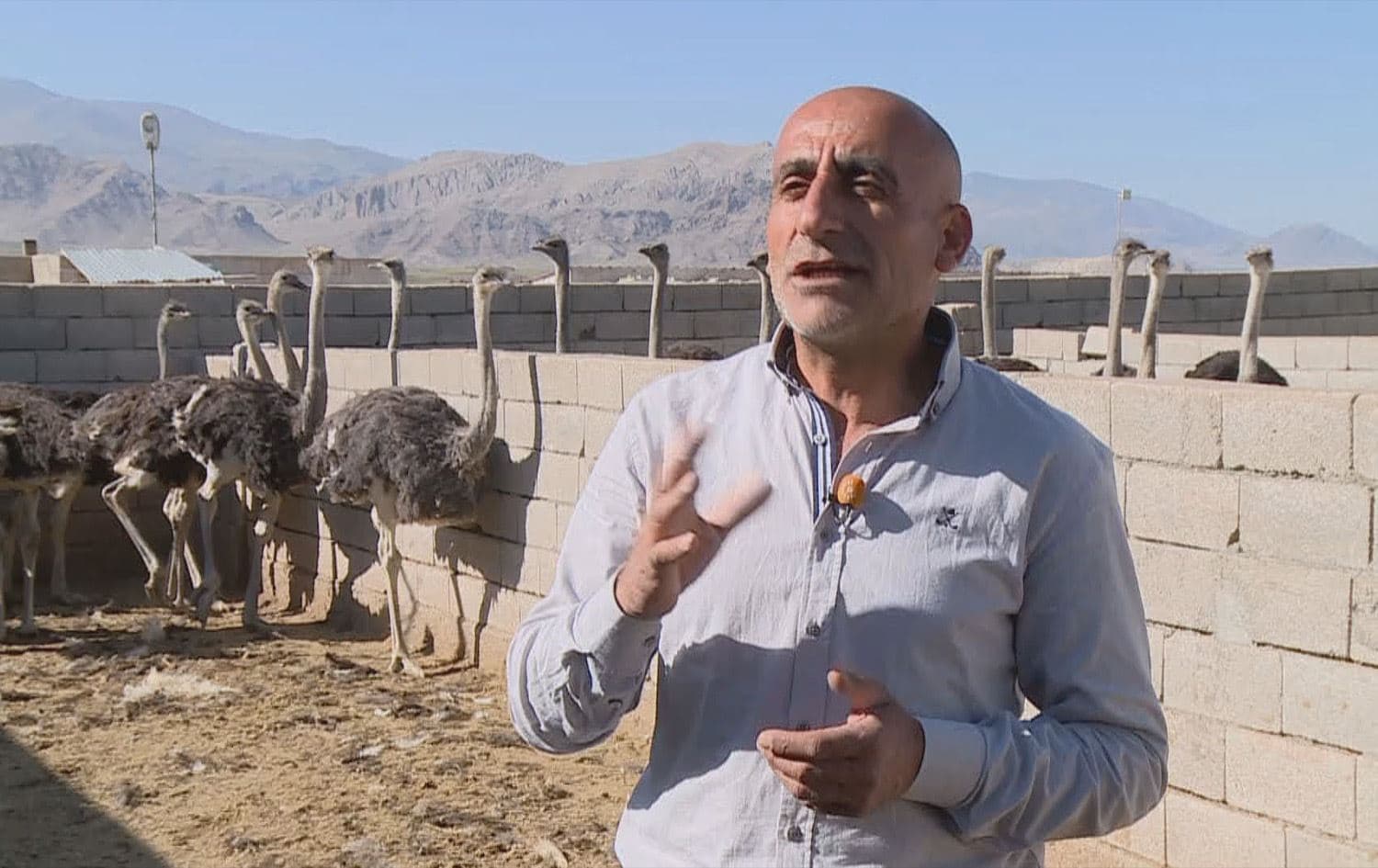 من 15 بيضة لـ 200 نعام.. مشروع فريد في آكري بتركيا يتحول لنموذج ريادي بالمنطقة