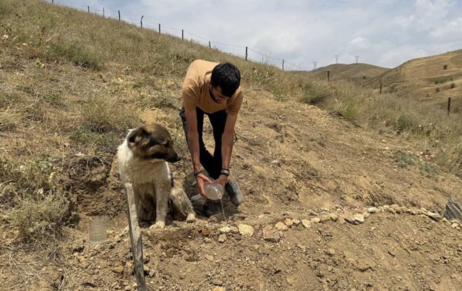 صورة الكلب الذي يرفض مغادرة قبر صاحبه المتوفى منذ عشرة أيام