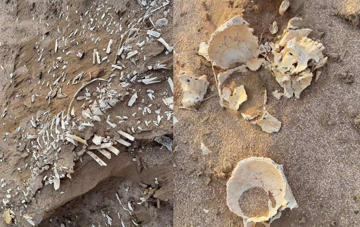 بقايا هياكل عظمية عثر عليها في ميسان