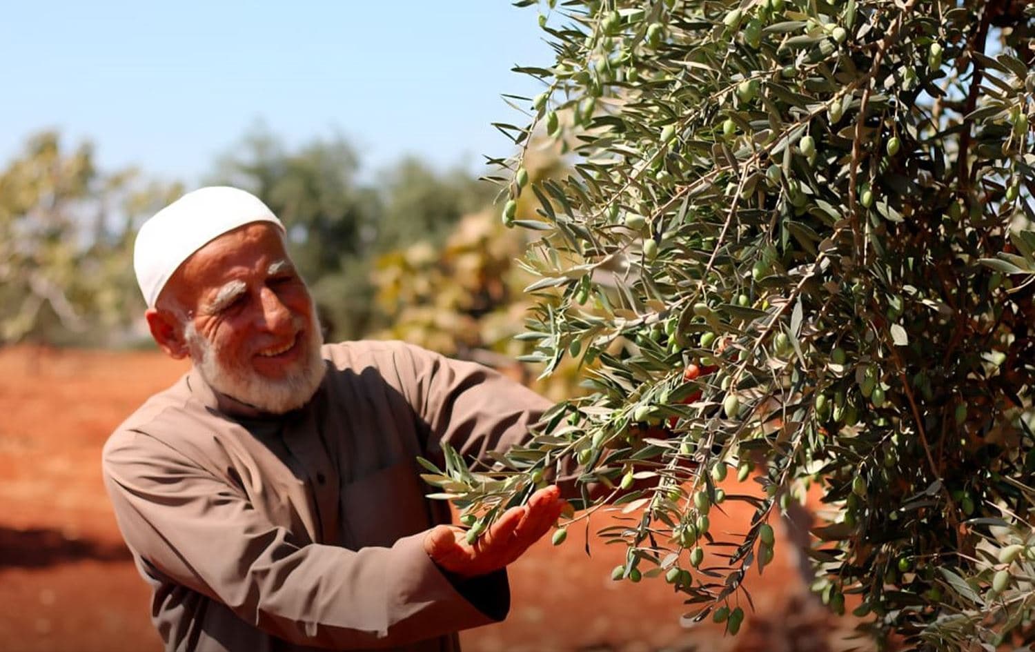مستوطن عربي في حقول زيتون عفرين - رووداو