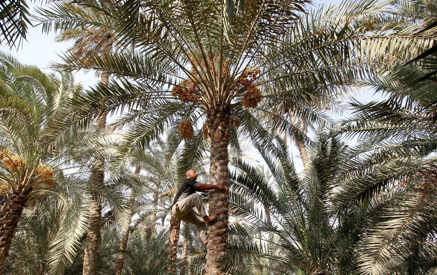 شجرة نخيل في العراق