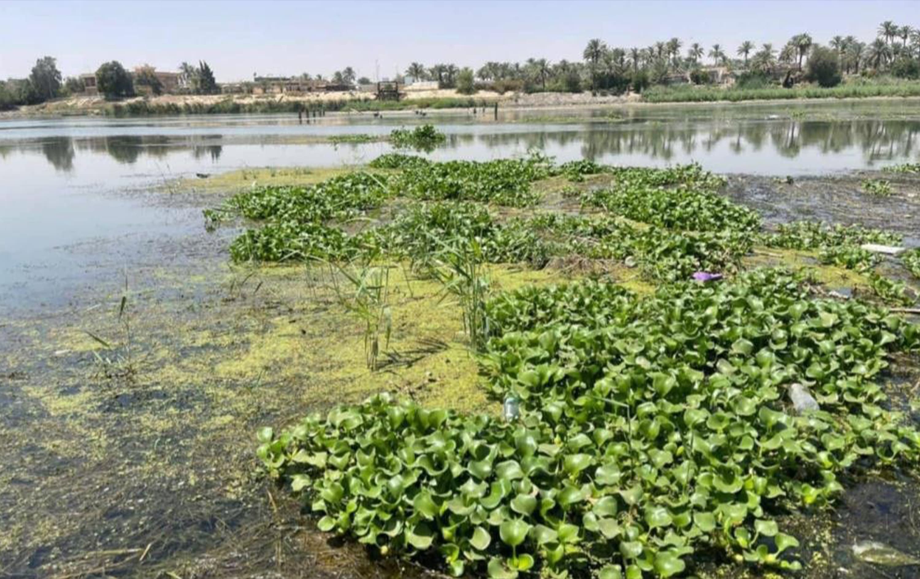 مرصد العراق الأخضر: الفرات يقترب من مرحلة تهدد الحياة المائية والاستهلاك البشري