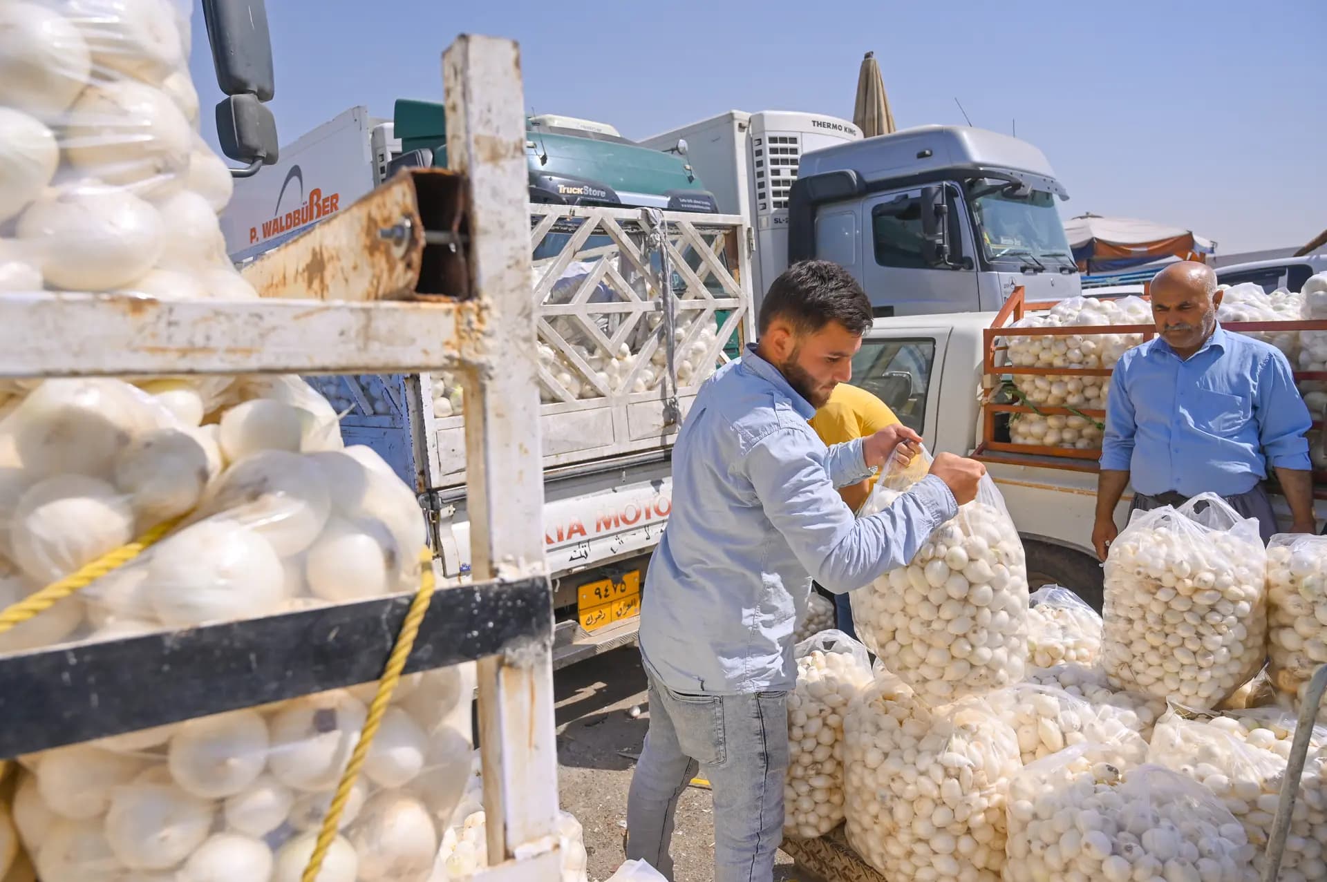 لأول مرة.. تصدير بصل إقليم كوردستان إلى تركيا