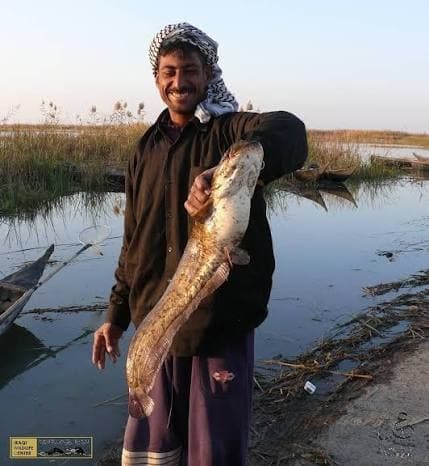 مرصد العراق الأخضر: السلور الأفريقي يصل إلى أهوار الجبايش بعد انتشاره في دجلة