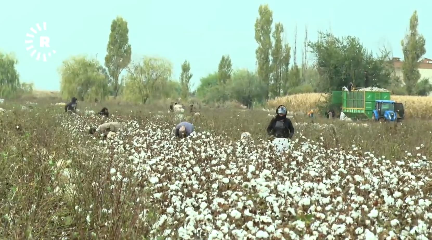موسم مبكر لـ "الذهب الأبيض" في آمد بتركيا.. تكاليف باهظة وأرباح معدومة