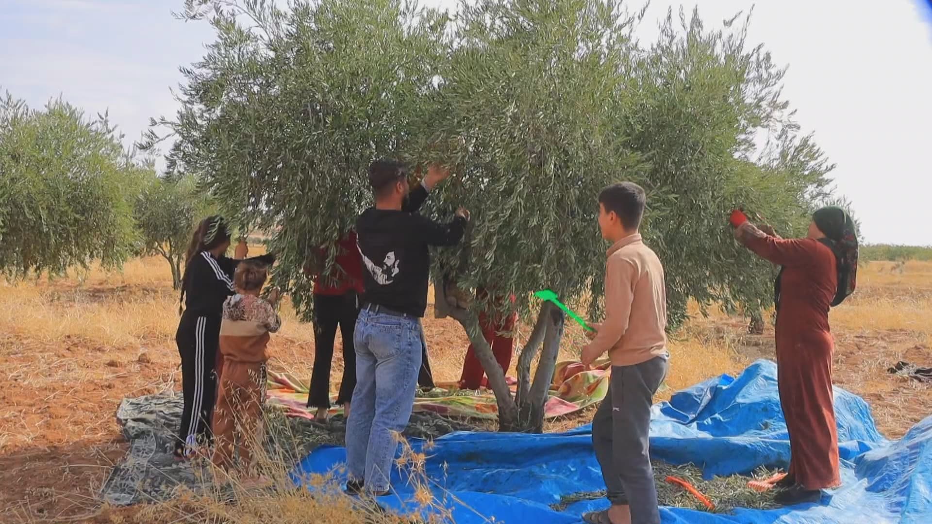 قطاف الزيتون في كوباني.. المزارعون بين أعباء الإنتاج وتكاليف العصر