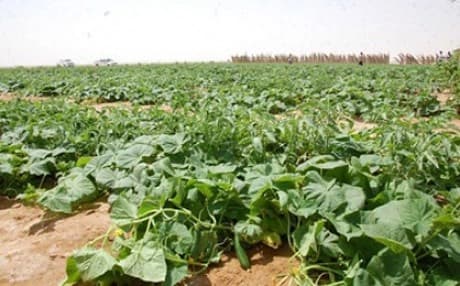 بستان في كوباني
