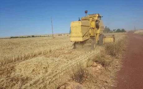 حصادة في حقول مدينة كوباني بموسم 2017