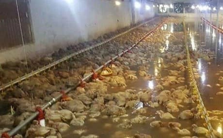 دجاج إيراني نافق يسوّق في العراق