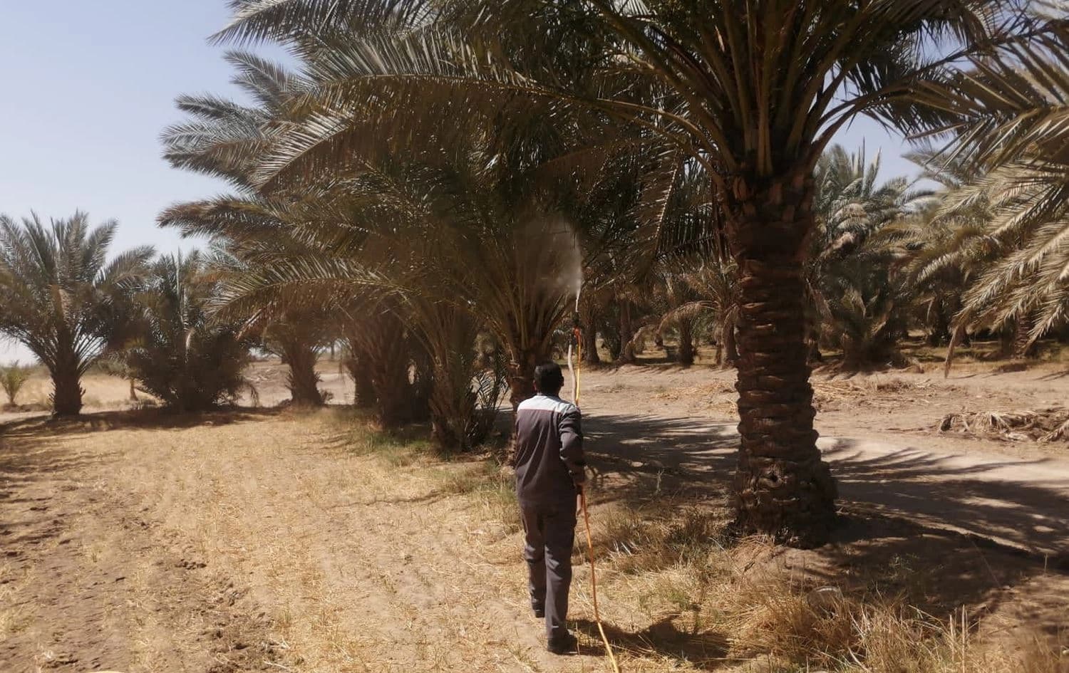 بستان للنخيل في محافظة بابل