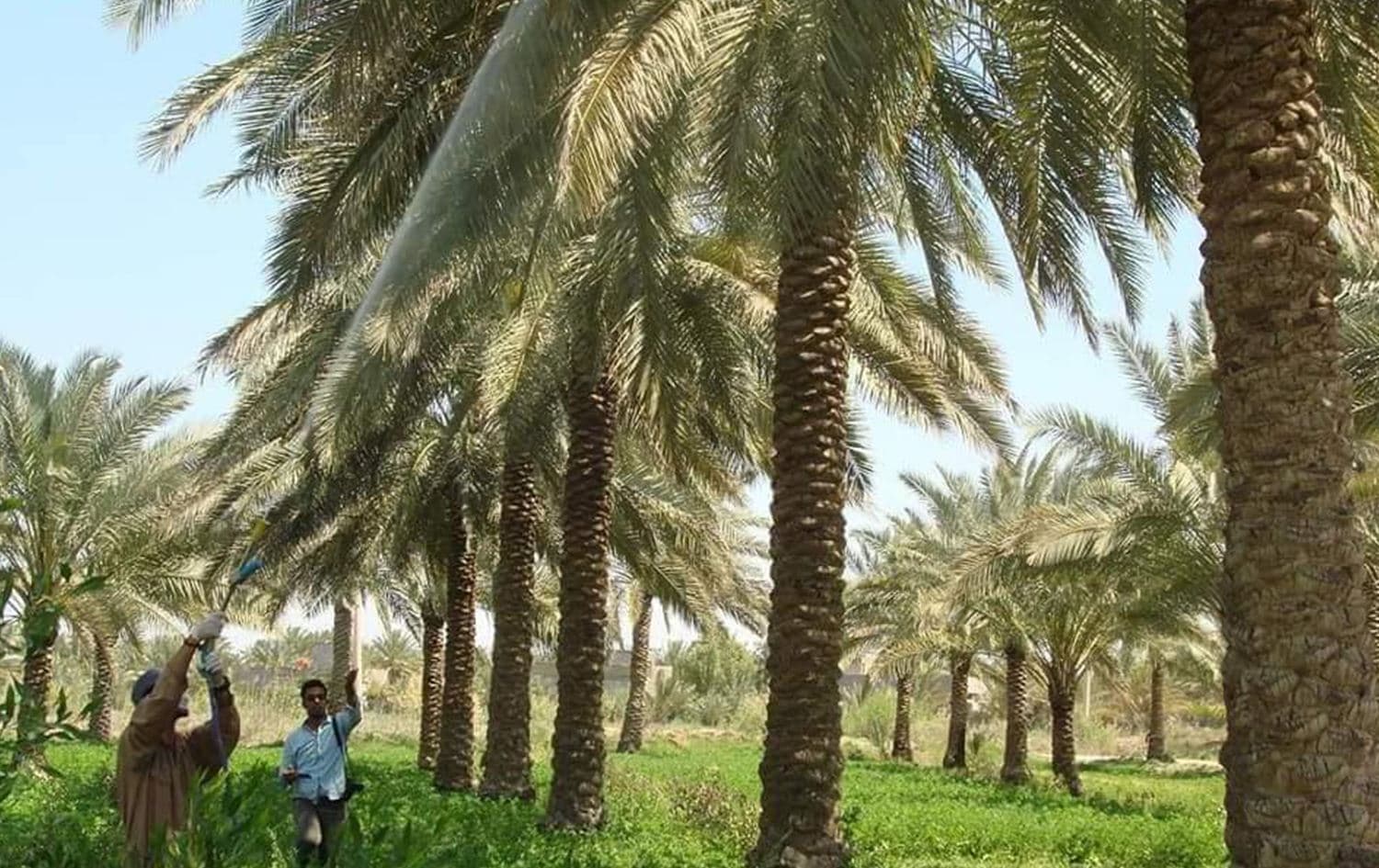 تلقيح النخيل في كربلاء