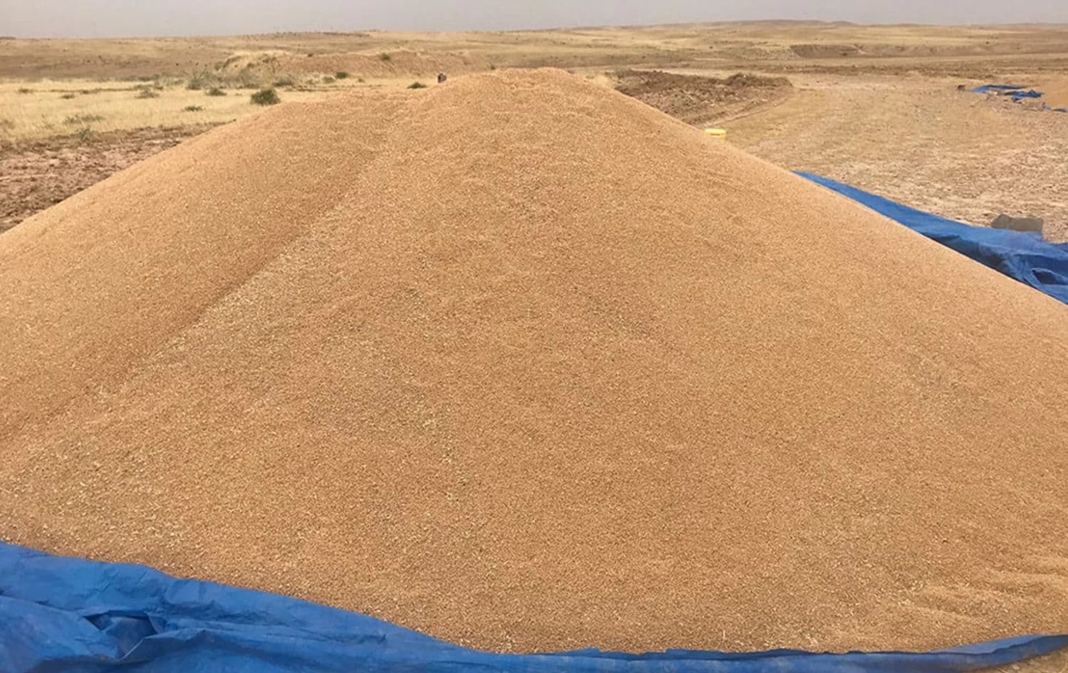 محصول الحنطة
