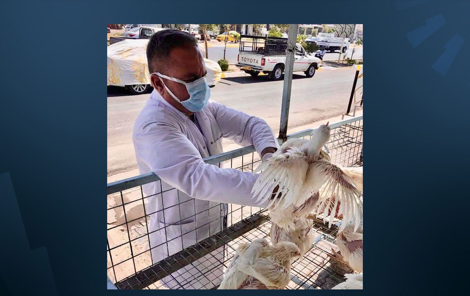 فحص انفلونزا الطيور