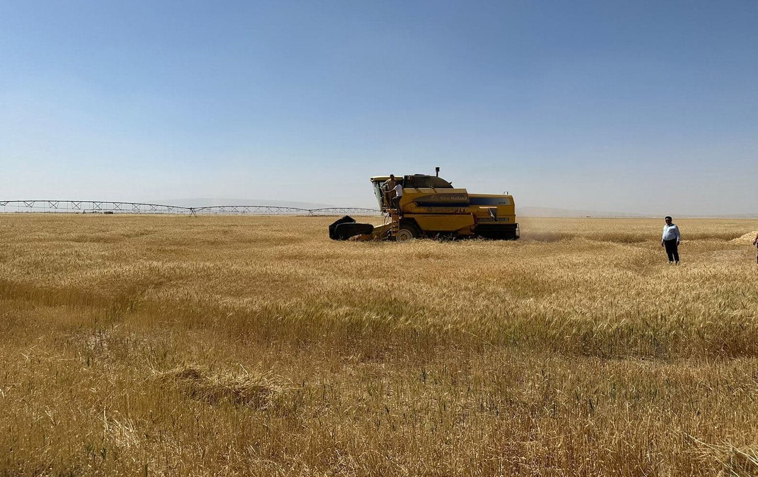 من المقرر أن يبدأ تسلم محصول الحنطة من المزارعين في محافظة نينوى في غضون أسبوع أو عشرة أيام