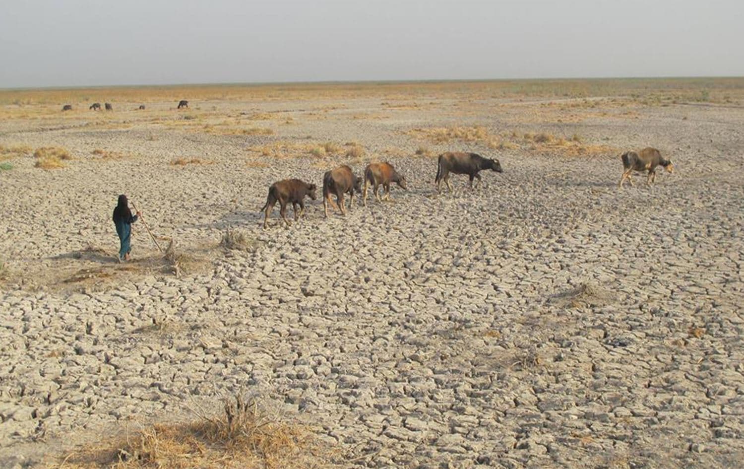 اثار الجفاف في اهوار العراق