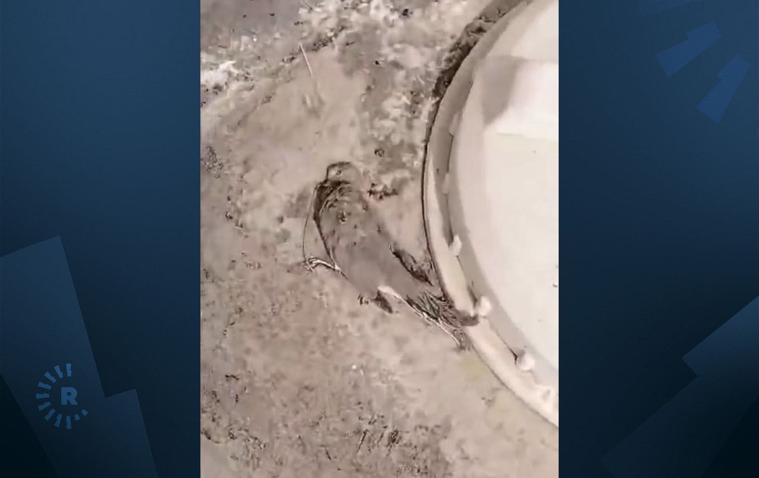 البصرة.. هلاك الطيور "بسبب شرب المياه الملوثة"