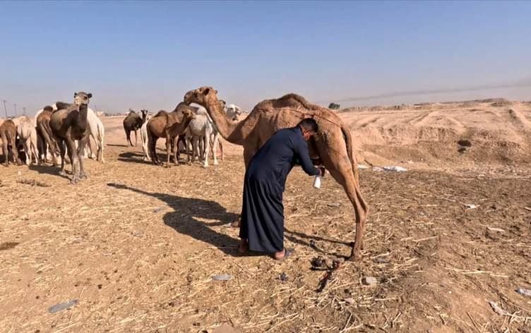 مهند وعدد من إبله على قارعة الطريق- رووداو