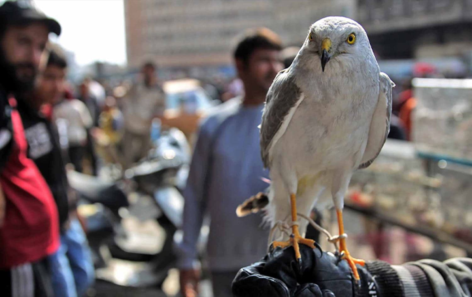 طير جارح