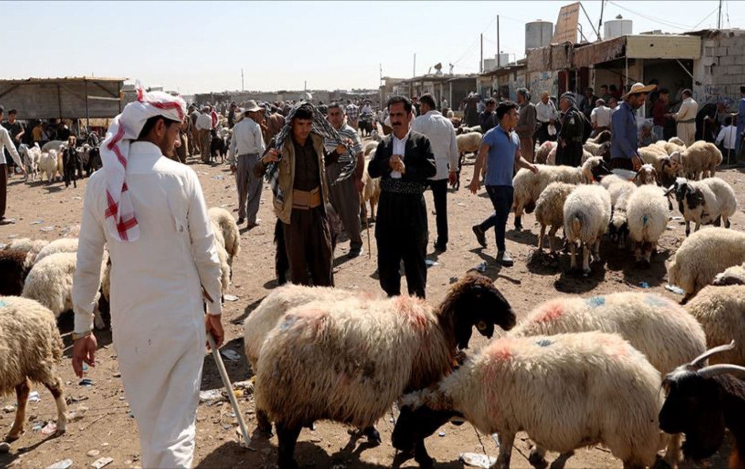 سوق لبيع الماشية في كركوك